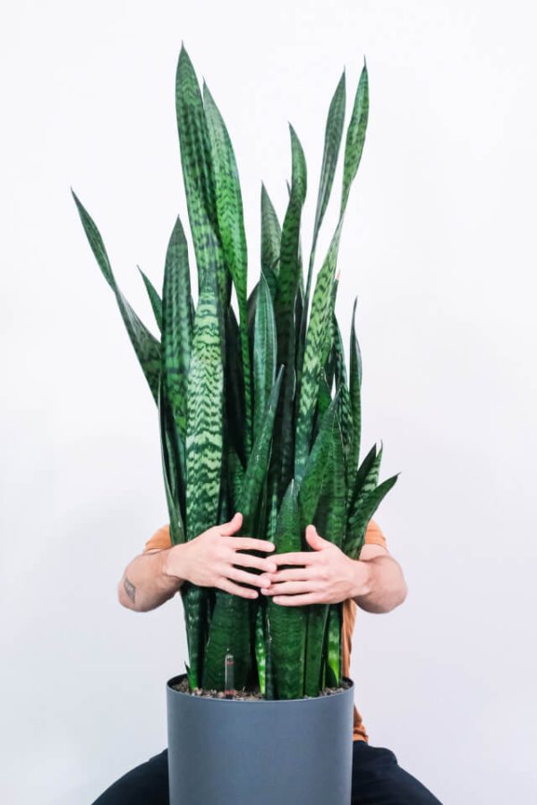 Sansevieria Laurentii - Bild 2