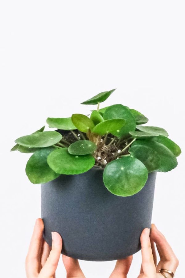 Peperomia Lemon Lime - Bild 2