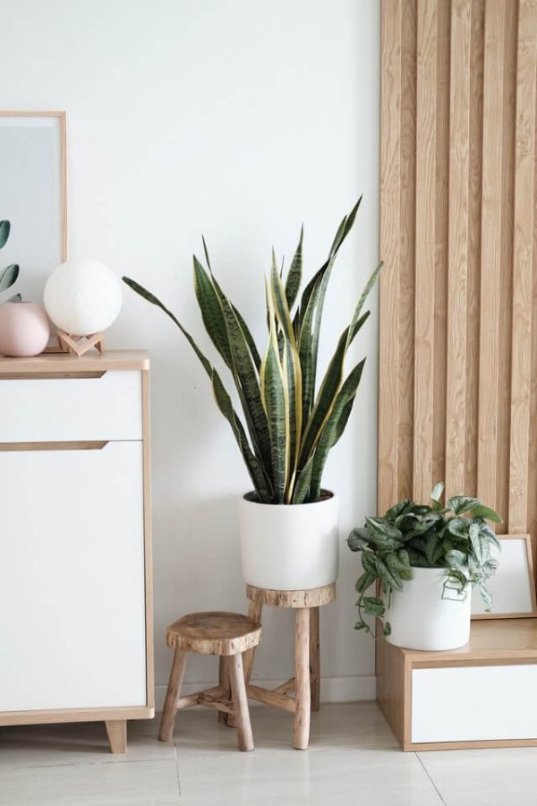 Sansevieria Golden Flame - Bild 2